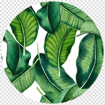 Green leaves illustration, Banana leaf Tropics Wall decal , banana leaves transparent background PNG clipart