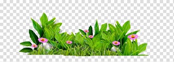 Green leaves illustration, Flower Leaf , Beautiful delicate flowers fresh grass transparent background PNG clipart