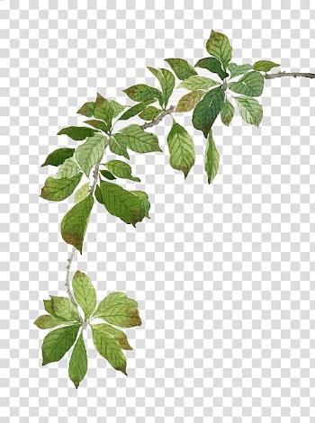 Green leaves illustration, Watercolor painting, Watercolor green leaves transparent background PNG clipart