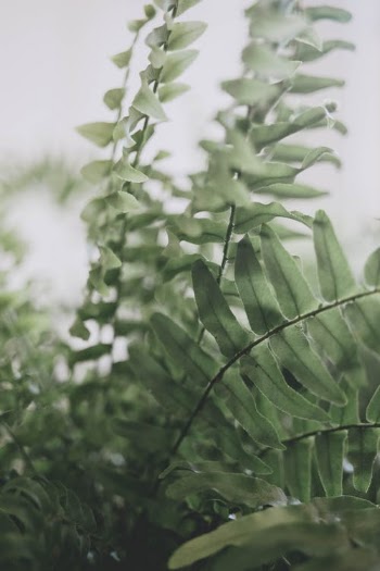 Green Leaves In Close Up Photography · Free Stock Photo