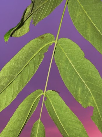 Green Leaves in Close Up Photography · Free Stock Photo