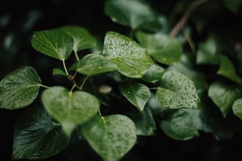 green leaves in macro photography