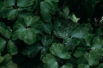 Green Leaves in Macro Shot Photography