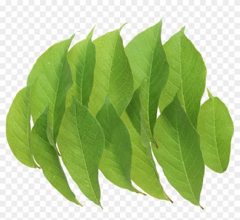 Green Leaves - Leaf