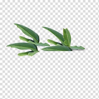Green leaves , Leaf Green Tree, leaf transparent background PNG clipart