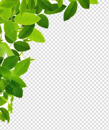 Green leaves, Leaf , Leaves transparent background PNG clipart