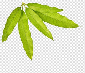 Green leaves , Leaf Mango , Mango leaves transparent background PNG clipart