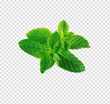 Green leaves, Mentha spicata Leaf Mentha canadensis, Mint leaf transparent background PNG clipart
