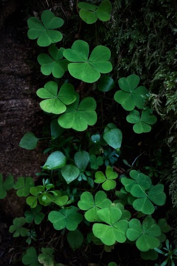 Green Leaves on Black Soil