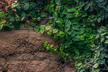 Green Leaves on Brown Surface