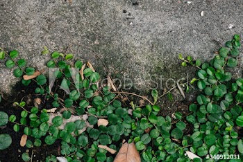 Green leaves on the ground