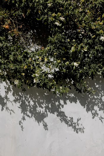 Green Leaves on White Surface