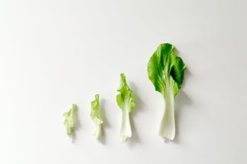 Green Leaves on White Surface · Free Stock Photo