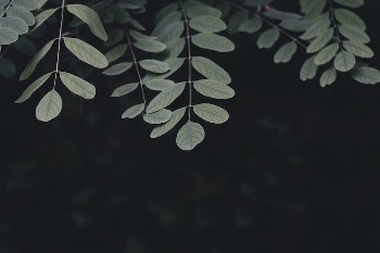 Green leaves. Original public domain | Free Photo - rawpixel