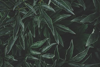 Green Leaves Photo