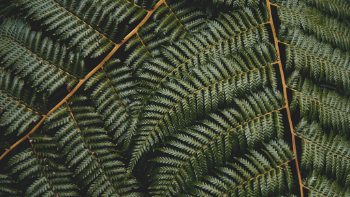 Green Leaves Photo