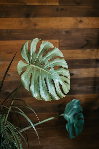 Green Leaves Plant