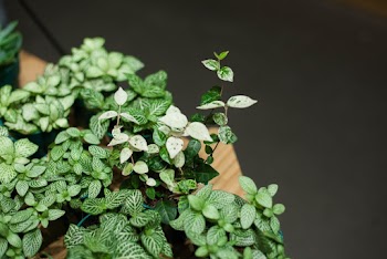 Green Leaves Plant