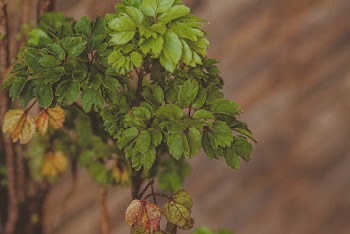 Green Leaves Plant