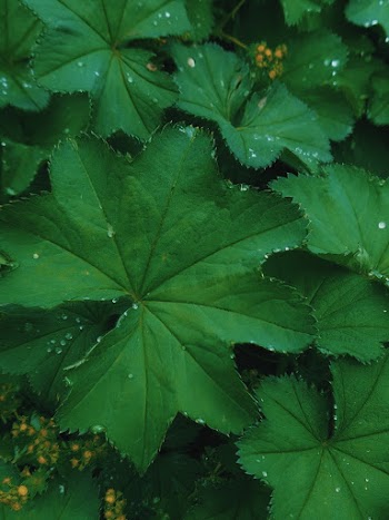 Green Leaves Plant Close-up Photography