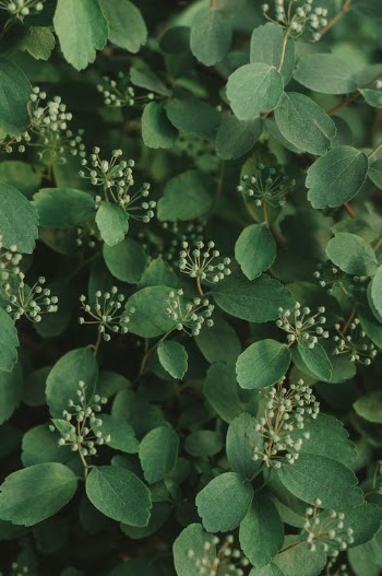 Green Leaves Plant · Free Stock Photo