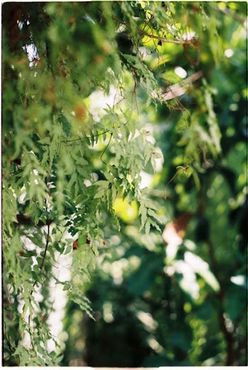 Green Leaves Plants