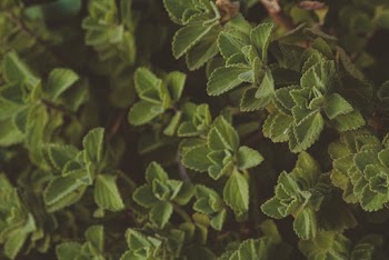 Green Leaves Plants