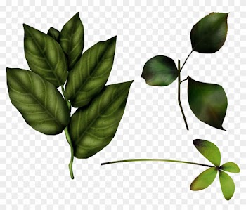 Green Leaves Png Image - Baby Winnie The Pooh