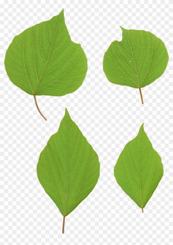 Green Leaves Png Image - Leaf