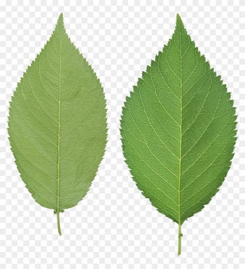 Green Leaves Png Image - Leaf Png
