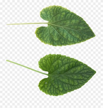 Green Leaves Png Image - Leaf Png