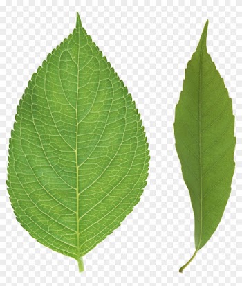 Green Leaves Png Images Free Download Pictures - Leaf