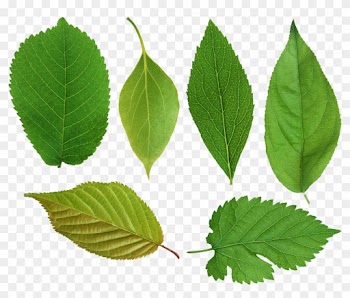 Green Leaves Png Images Free Download Pictures - Png Leaf