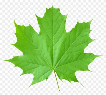 Green Leaves Png3678 - Green Leaf Transparent Background