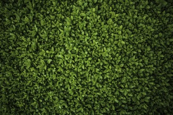 Green leaves - Privet / Ligustrum