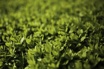 Green leaves - Privet / Ligustrum