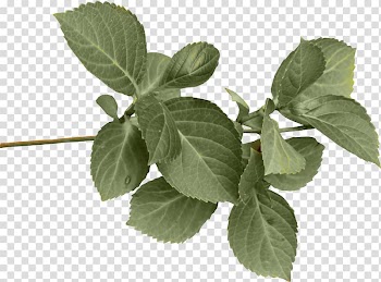 , green leaves transparent background PNG clipart