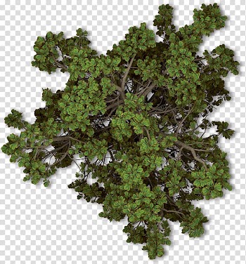 Green leaves, Tree Plant Autumn Shrub, tree top view transparent background PNG clipart