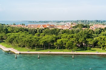 Green Leaves Trees on Green Grass Field in Front of Body of Water over White Sky during Daytime