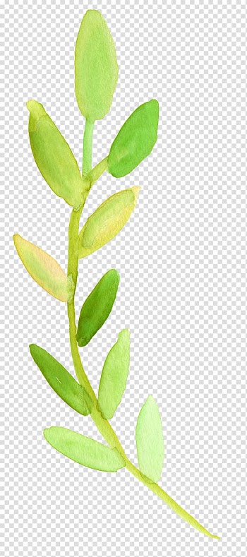 Green leaves, Watercolor painting Watercolor Plant stem Leaf , watercolour transparent background PNG clipart