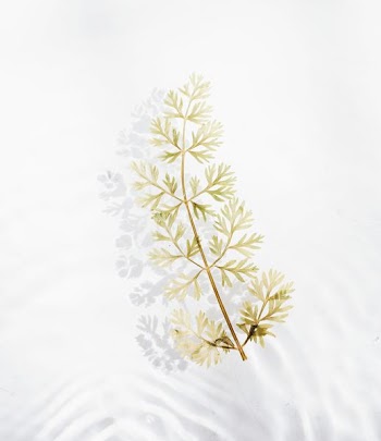 green leaves with brown branch