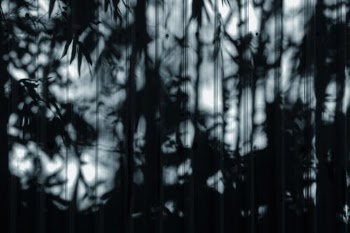 Green Leaves With Sun Rays · Free Stock Photo
