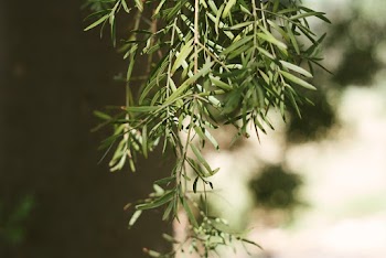 Green Leaves With Sunlight