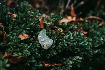 green leaves with water dew at daytime