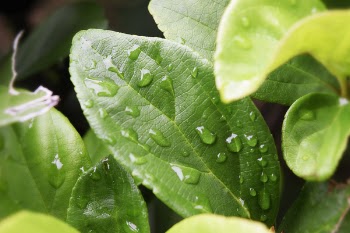 Green Leaves With Water Droplets