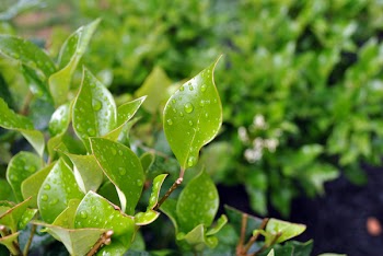 Green Leaves With Water Droplets
