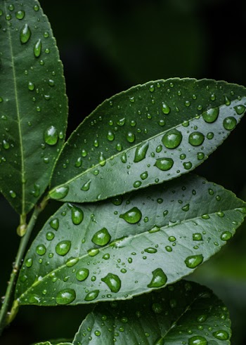 Green Leaves With Water Drops