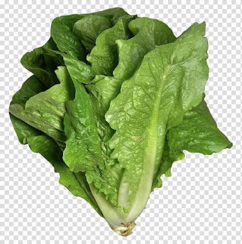 Green lettuce, Butterhead lettuce Romaine lettuce Vegetable Iceberg lettuce Pasta, Romaine Lettuce transparent background PNG clipart