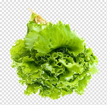 Green lettuce, Vegetable Lettuce , Salad Leaf transparent background PNG clipart