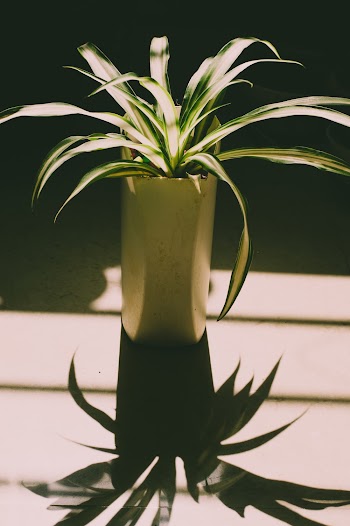 Green Linear Leafed Plant